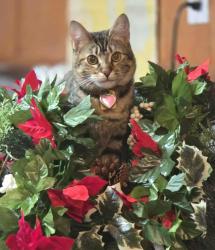 Lost Female Cat last seen Falls of Clyde loop, Ocean Shores, WA 98569
