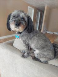 Reunited Male Dog last seen Pizza hut, West Valley City, UT 84119