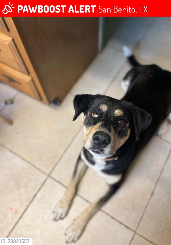 Lost Female Dog last seen Ratlifft and turner st, San Benito, TX 78586