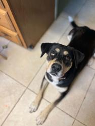Lost Female Dog last seen Ratlifft and turner st, San Benito, TX 78586