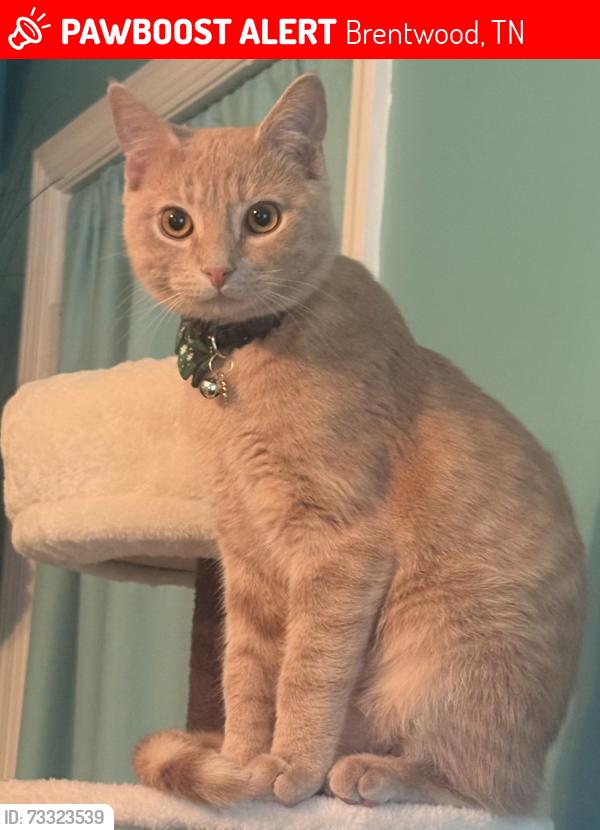 Lost Male Cat last seen Copperfield Way, Brentwood, TN 37027