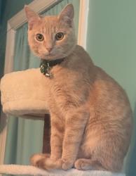 Lost Male Cat last seen Copperfield Way, Brentwood, TN 37027