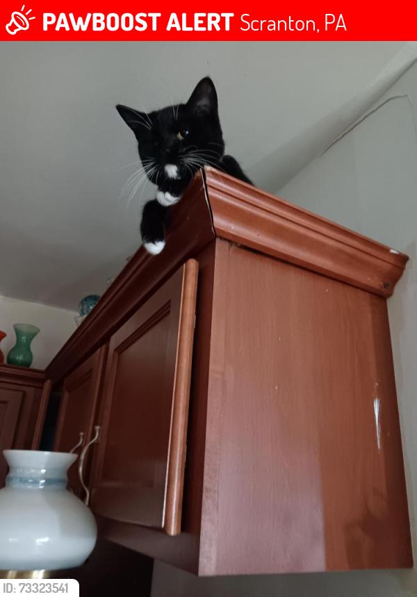 Lost Female Cat last seen Church ave /oak st,Scranton., Scranton, PA 18508