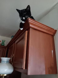 Lost Female Cat last seen Church ave /oak st,Scranton., Scranton, PA 18508