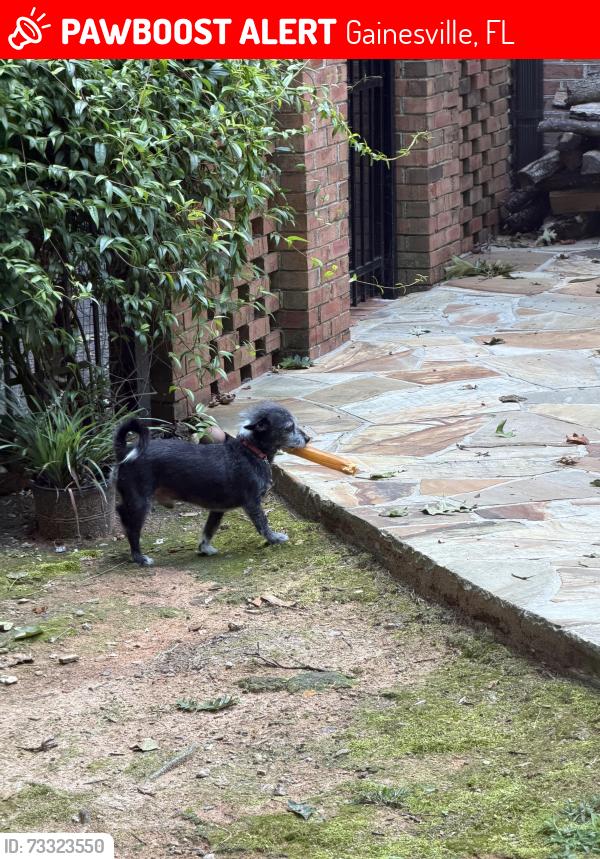 Lost Male Dog last seen Near nw 15th street Gainesville fl 32603, Gainesville, FL 32603