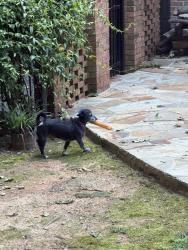 Lost Male Dog last seen Near nw 15th street Gainesville fl 32603, Gainesville, FL 32603
