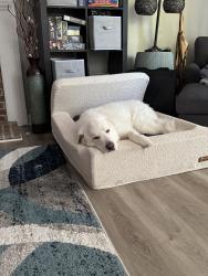 Lost Female Dog last seen Jones Dairy Road, Wake Forest, NC 27587