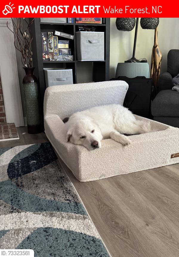 Lost Female Dog last seen Jones Dairy Road, Wake Forest, NC 27587