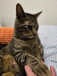 Lost Male Cat last seen Rim Water & Lake Line, Alvin, TX 77511