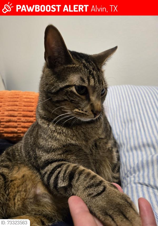 Lost Male Cat last seen Rim Water & Lake Line, Alvin, TX 77511