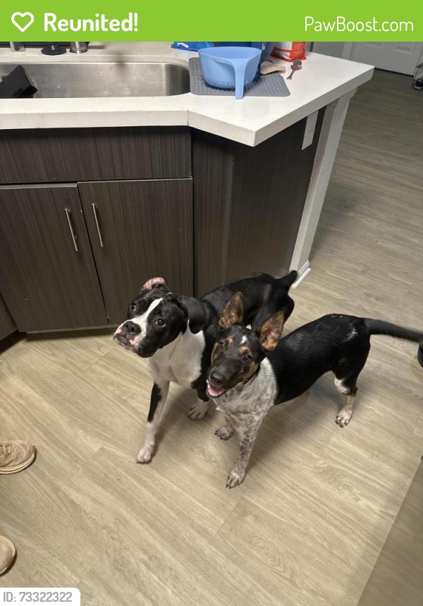 Reunited Female Dog last seen Severin, La Mesa, CA 91942