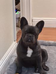 Lost Male Dog last seen Loves, Katy, TX 77493