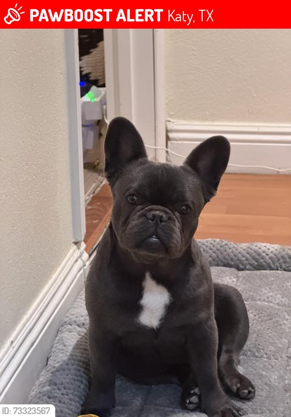 Lost Male Dog last seen Loves, Katy, TX 77493