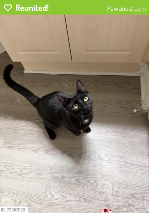 Reunited Male Cat last seen ARIUM Greenview, Orange County, FL 32836