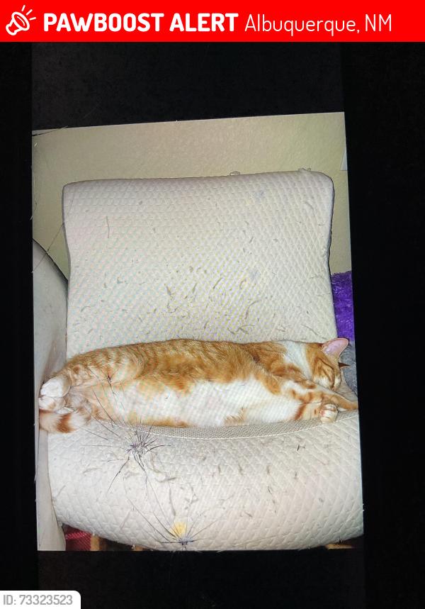 Lost Female Cat last seen East off Unser between paseo and paradise, Albuquerque, NM 87114