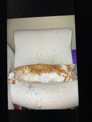 Lost Female Cat last seen East off Unser between paseo and paradise, Albuquerque, NM 87114