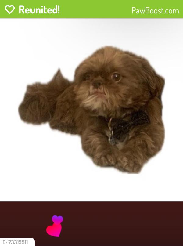 Reunited Male Dog last seen Archer & California, Chicago, IL 60602