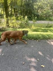 Found/Stray Female Dog last seen Boatmans ridge rd/Boatmans mountain rd, Morristown, TN 37814