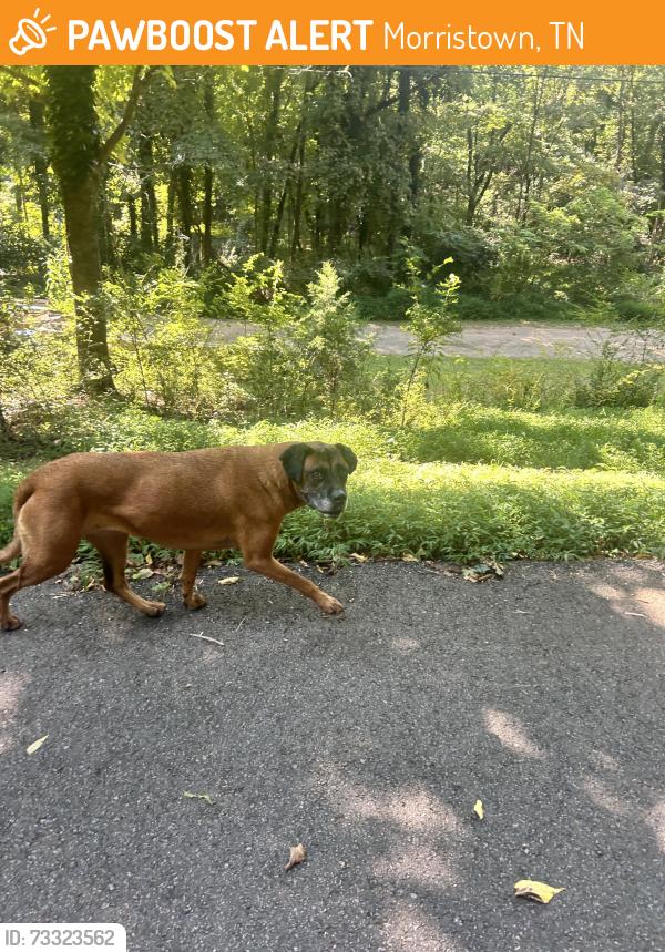 Found/Stray Female Dog last seen Boatmans ridge rd/Boatmans mountain rd, Morristown, TN 37814