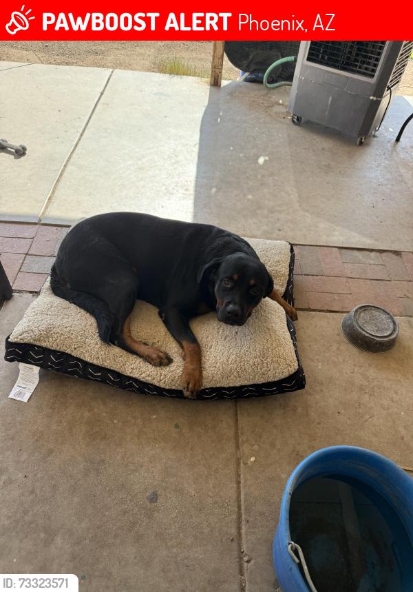 Lost Male Dog last seen 19th ave and union hills, Phoenix, AZ 85027