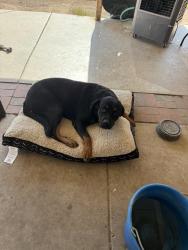 Lost Male Dog last seen 19th ave and union hills, Phoenix, AZ 85027