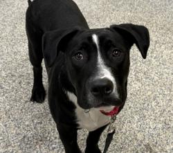 Shelter Stray Male Dog last seen W Colfax Ave / Indiana St, Lakewood, CO, 80124, 580 McIntyre St, Golden, CO 80401, USA