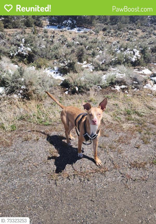 Reunited Male Dog last seen Zinfandel, Gold River, CA 95670