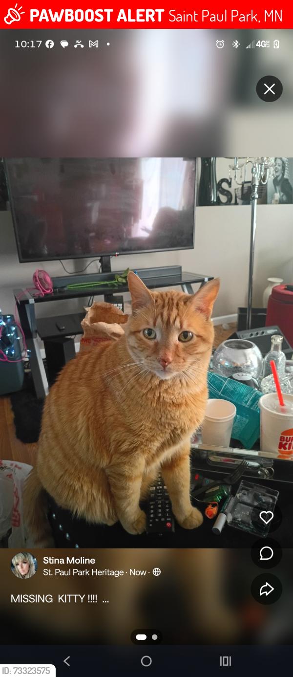Lost Male Cat last seen Pleasant Avenue and 9th Street, Saint Paul Park, MN 55071