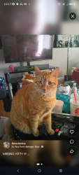 Lost Male Cat last seen Pleasant Avenue and 9th Street, Saint Paul Park, MN 55071