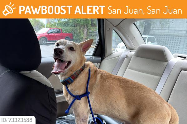 Found/Stray Male Dog last seen First bank, San Juan, San Juan 00925