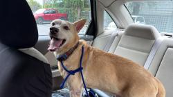 Found/Stray Male Dog last seen First bank, San Juan, San Juan 00925