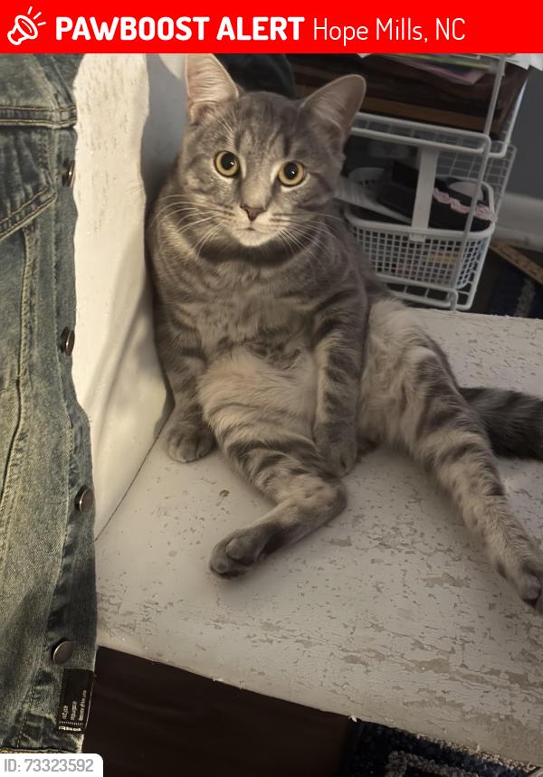 Lost Male Cat last seen By c Wayne collier, Hope Mills, NC 28348