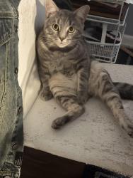 Lost Male Cat last seen By c Wayne collier, Hope Mills, NC 28348