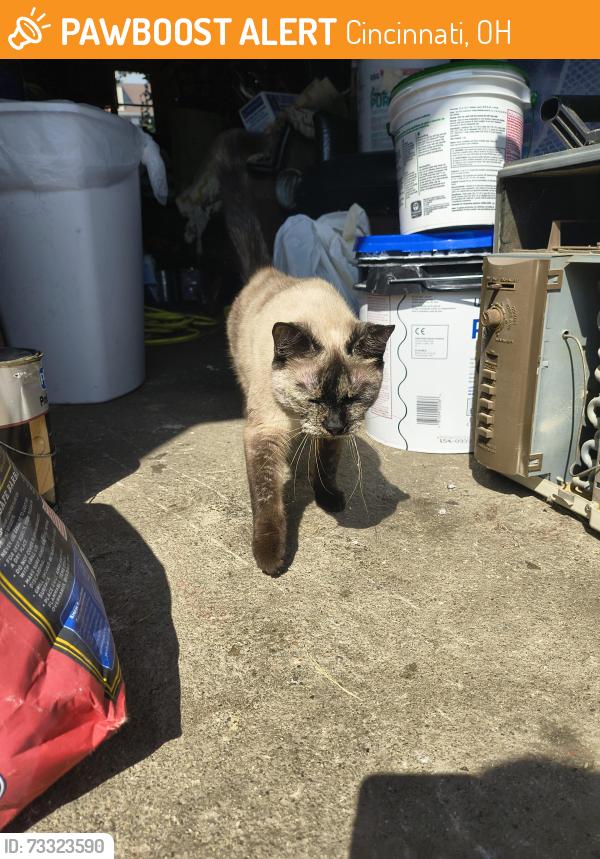 Found/Stray Female Cat last seen West 8th and Greenwich, Cincinnati, OH 45205