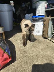Found/Stray Female Cat last seen West 8th and Greenwich, Cincinnati, OH 45205