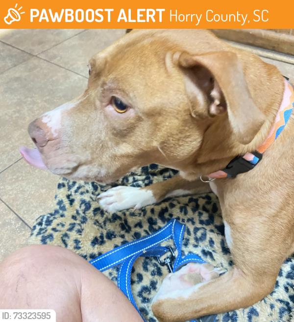 Found/Stray Female Dog last seen Moose Surfaide Beach, Horry County, SC 29576