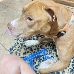 Found/Stray Female Dog last seen Moose Surfaide Beach, Horry County, SC 29576