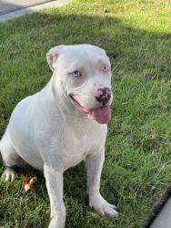 Reunited Female Dog last seen Willow/Palo Verde, Long Beach, CA 90815