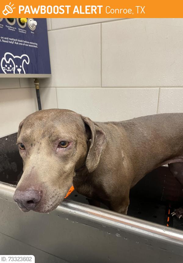Found/Stray Female Dog last seen Petco Conroe South, Conroe, TX 77301