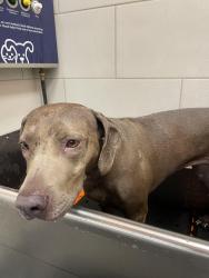 Found/Stray Female Dog last seen Petco Conroe South, Conroe, TX 77301