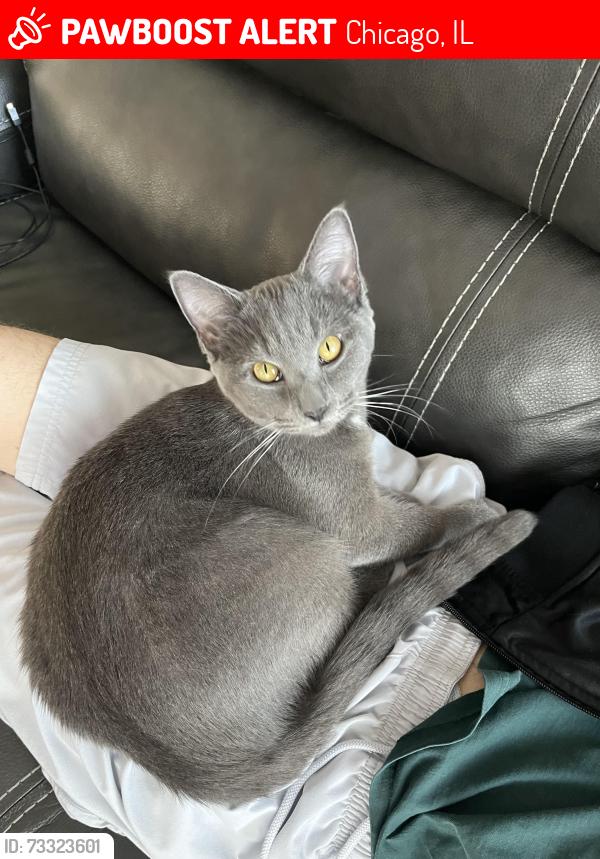 Lost Female Cat last seen Addison, Belmont, Chicago, IL 60634