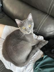 Lost Female Cat last seen Addison, Belmont, Chicago, IL 60634