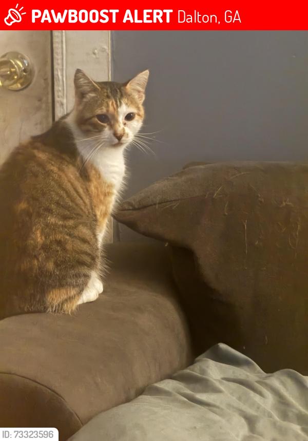Lost Female Cat last seen Near Quillian Rd across from Carolyn Baptist Church off of Cleveland Highway, Dalton, GA, Dalton, GA 30721