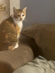 Lost Female Cat last seen Near Quillian Rd across from Carolyn Baptist Church off of Cleveland Highway, Dalton, GA, Dalton, GA 30721