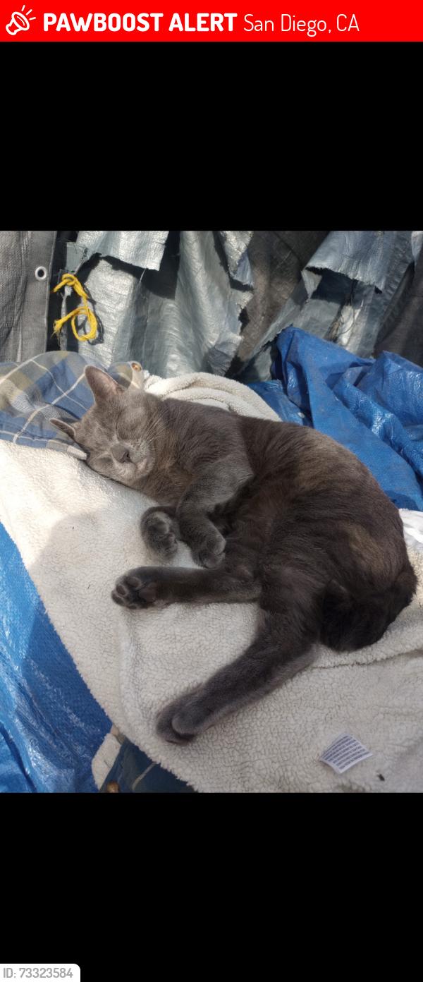 Lost Male Cat last seen 27th st, San Diego, CA 92102