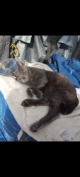 Lost Male Cat last seen 27th st, San Diego, CA 92102
