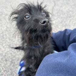Shelter Stray Male Dog last seen , Animal Care & Control Team of Philly, 111 W Hunting Park Ave, Philadelphia, PA 19140, USA