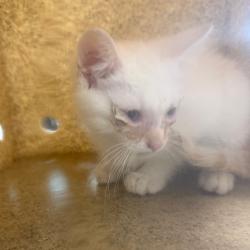Shelter Stray Female Cat last seen , Animal Care & Control Team of Philly, 111 W Hunting Park Ave, Philadelphia, PA 19140, USA