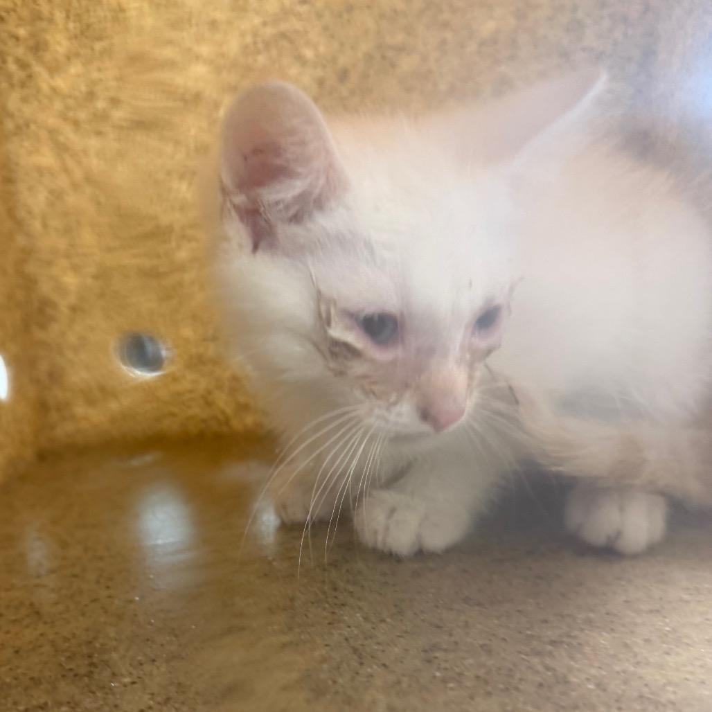 Shelter Stray Female Cat last seen , Animal Care & Control Team of Philly, 111 W Hunting Park Ave, Philadelphia, PA 19140, USA