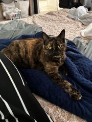 Reunited Female Cat last seen 9th St, Marina, CA 93933, USA, Marina, CA 93933